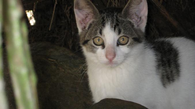 Chatons contre bons soins