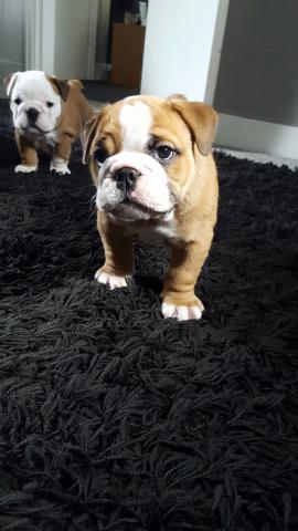 Vend Chiots Type Bouledogue Anglais