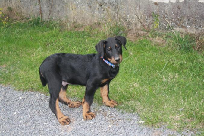 3 chiots Berger de beauce disponibles