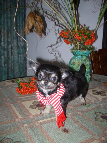 A donner magnifique chiot chihuahua