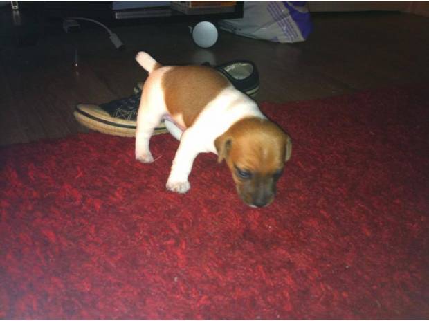 Adoption chiots type jack russel Lof