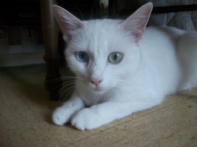 Donne chats contre bons soins