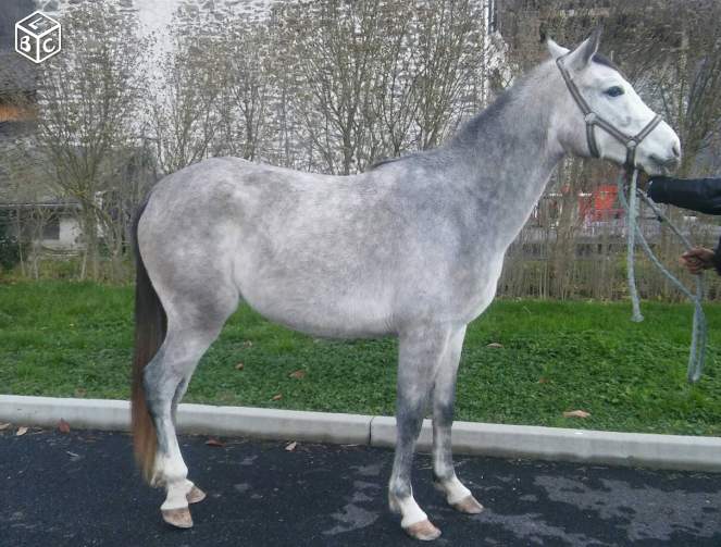 Jeune jument débourré ONC