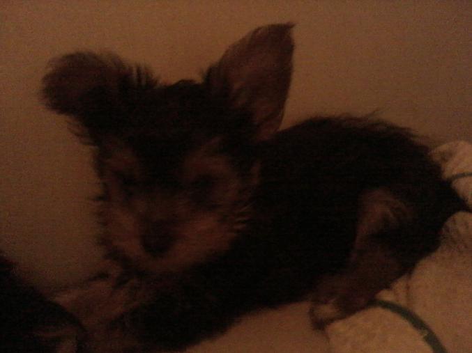 Chiot yorkshire terrier