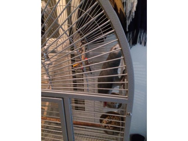  perroquet femelle gris du Gabon EAM