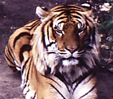 Parrainage, grands parents de coeur sur le 91