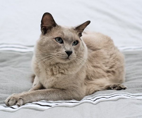 Chat TONKINOIS mâle inscrit au LOOF