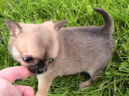 2 chiots males chihuahuas poil court lof
