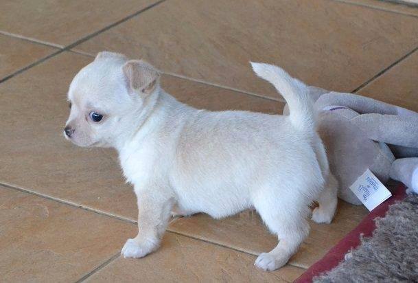 A donner chiot femelle type chihuahua