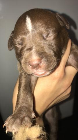 Chiots type staff/rednose à vendre 