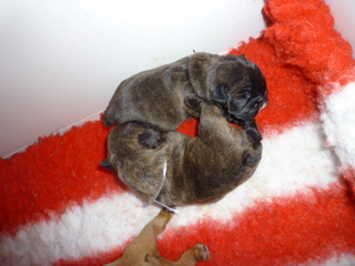 A réserver chiots Bouledogues Français lof