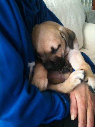 Chiots croise berger allemand