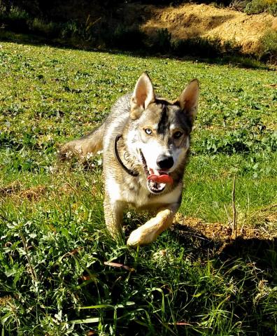ÉDUCATION CANINE    et GARDERIE / balades