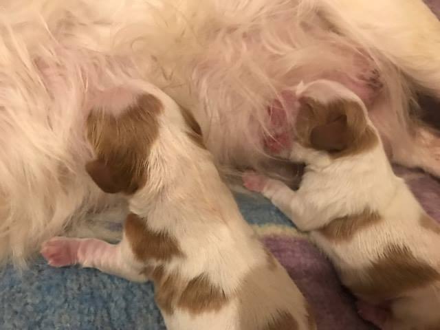 Chiot cavalier king charles lof 