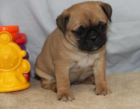 Chiots carlin disponible pour bonne maman