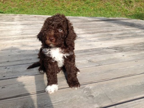 Chiots Lagotto Romagnolo