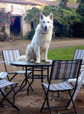 Etalon Berger Blanc Suisse pour saillie