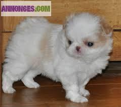 Chiots type épagneuls japonais non lof