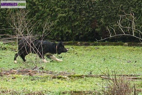 Chiots border collie