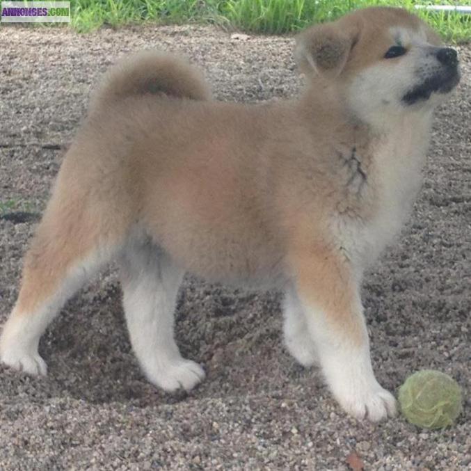 Chiot Akita inu LOF