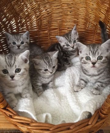 Magnifique Chaton British shorthair(Tigre blanc)