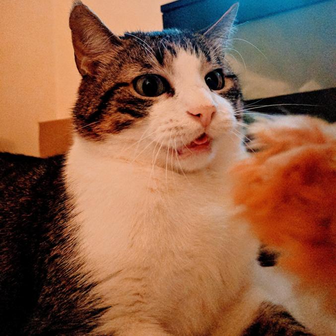 Garde chat dans le 95