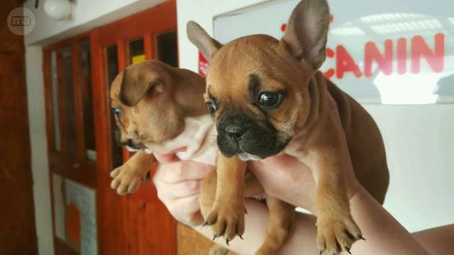 Bouledogue français