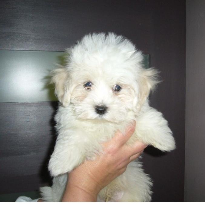 Chiots type Bichon maltais Mâle et femelle