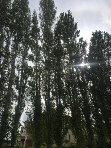 Peupliers entiers à vendre 