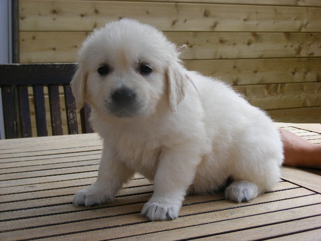 Chiots Golden retriever LOF