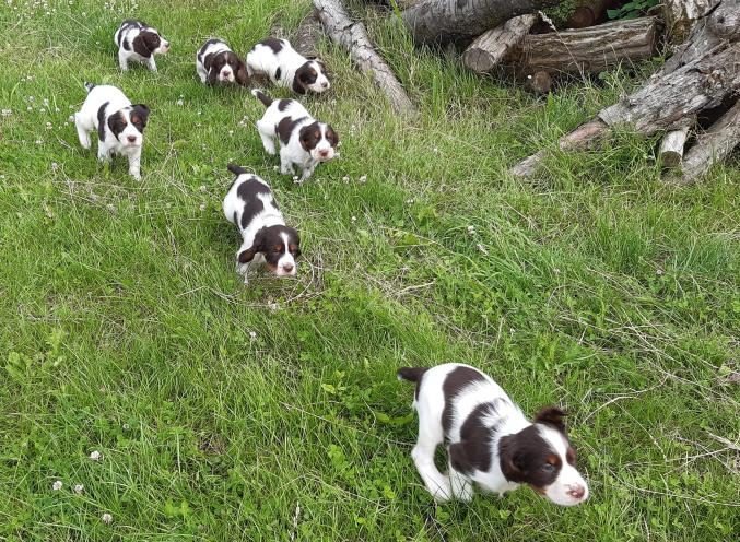 Vds chiots springer spaniel