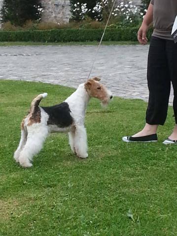 CHIOTS FOX TERRIER A RESERVER