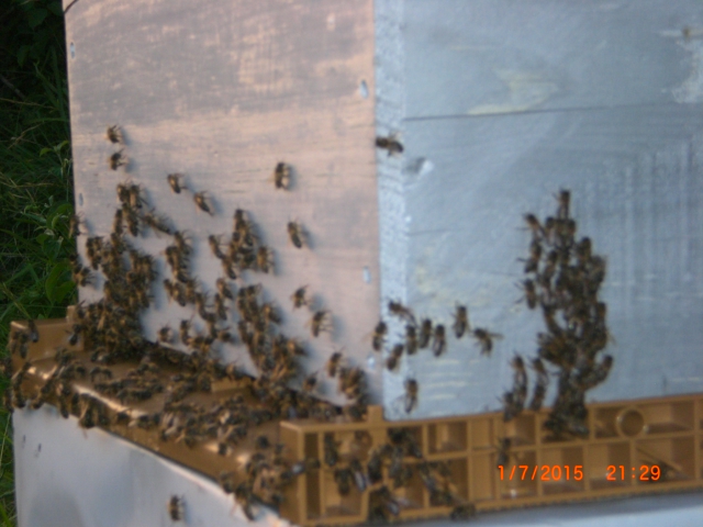 Essaim d'abeilles à récupérer