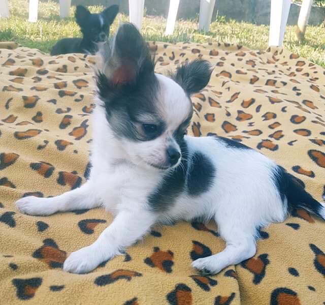 Chiot chihuahua