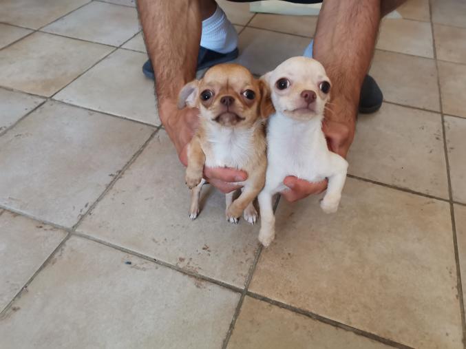 Vends chiots chihuahua