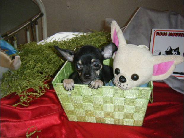 Superbes bébés chihuahuas et cotons de t