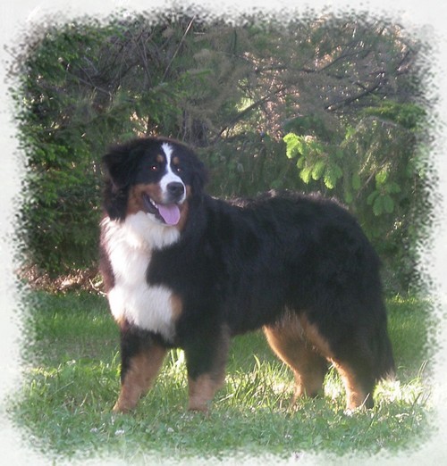 DISPONIBLES CHIOTS BOUVIERS BERNOIS