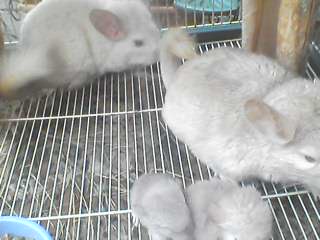  couple chinchilla plus 2 petits 