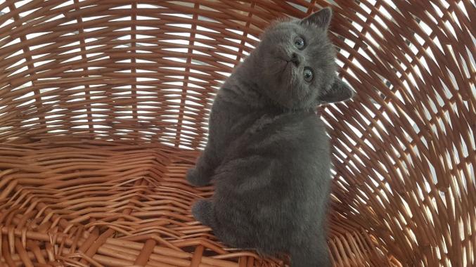 Chatons british shorthair