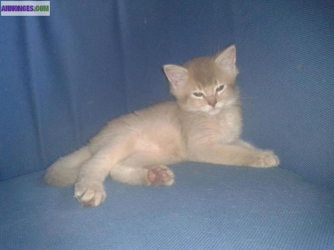 Chatons Somali LOOF