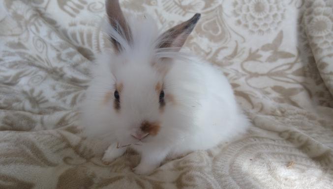 Lapin nain tete de lion