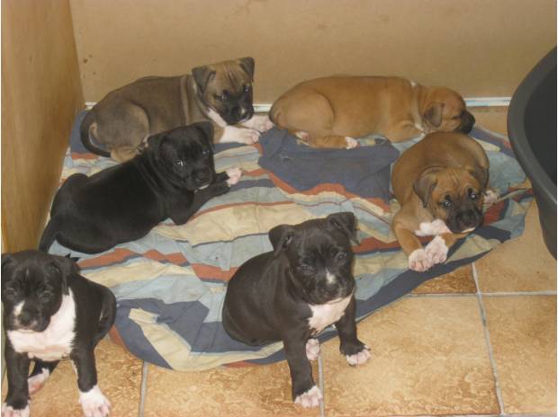 Chiot  staffordshire bull terrier dit staffie