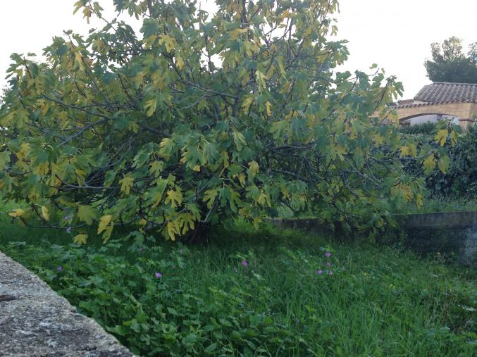 Terrain Nîmes Montée des Alpins