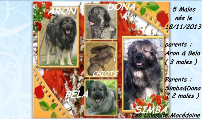 Réservations chien de garde berger yougoslave