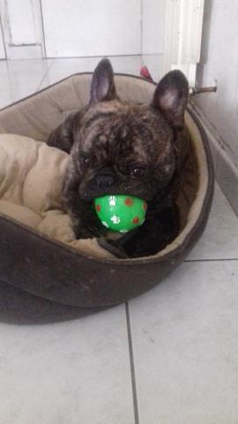 SAILLLIE BOULEDOGUE FRANCAIS