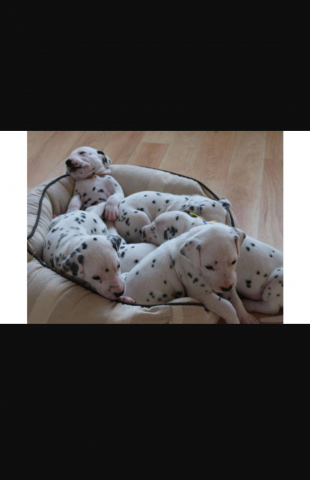Chiots dalmatiens 