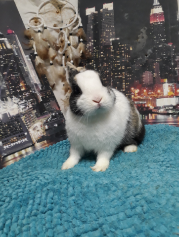 Lapin Nain , Prix Négociable