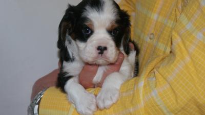 CHIOTS CAVALIER KING CHARLES LOF