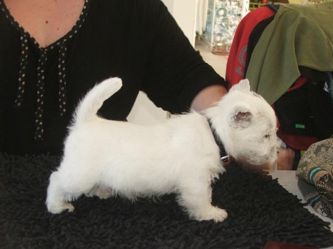 West Highland White Terrier(westie) femelle a donner
