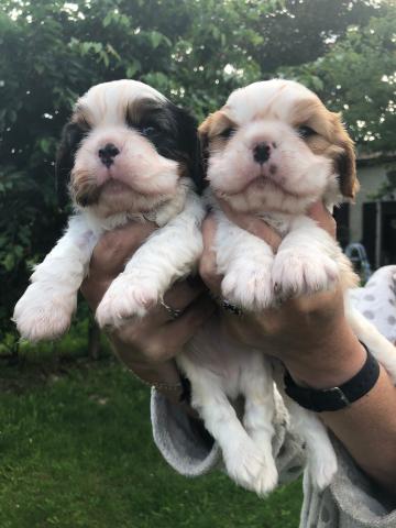 ADORABLES Chiots Cavalier King Charles à réserver